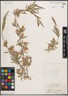 Foto von Salix capusii Franch.